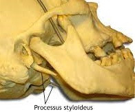 Eagle sendromu (processus styloideus sendromu)