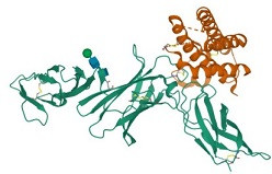 IL-12 * İnterlökin 12 * Interleukin-12