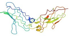 IL-10 * İnterlökin 10 * Interleukin-10