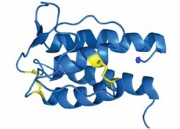 IL-13 * İnterlökin 13 *  Interleukin-13