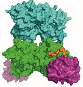 Parkinsonizm: Çoklu Sistem Atrofisi