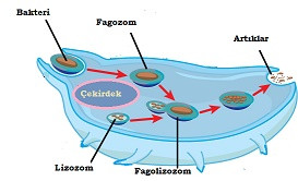 Fagositoz: Etkenin eritilmesi