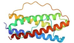 IL-11 * İnterlökin 11 * Interleukin-11