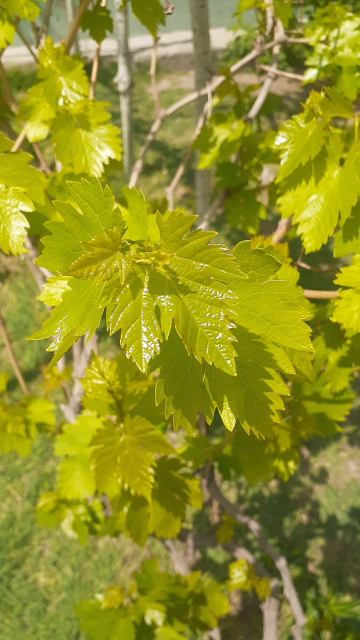 Başlıksız