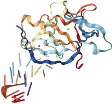 IL-1 * interlökin-1 *  (interleukin-1)