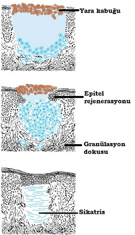 7ypiuz9lig83u39peghthmlfjemixhs8.jpg